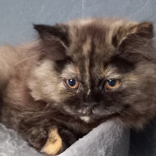 chat British Longhair black tortie Tamara Chatterie de l'antre de velour