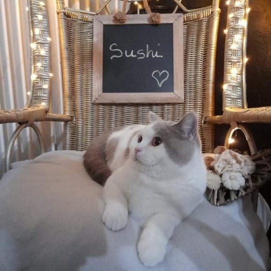 Sushi de la Hillane Mâle British Shorthair