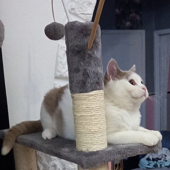chat British Shorthair fawn & blanc arlequin Sushi Chatterie de l'antre de velour