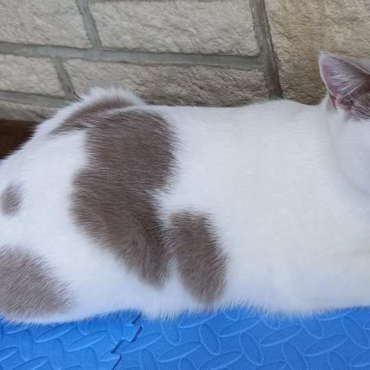 chat British Shorthair fawn & blanc arlequin Sushi Chatterie de l'antre de velour