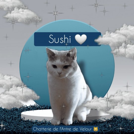 chat British Shorthair fawn & blanc arlequin Sushi Chatterie de l'antre de velour