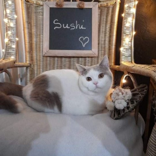 chat British Shorthair fawn & blanc arlequin Sushi Chatterie de l'antre de velour
