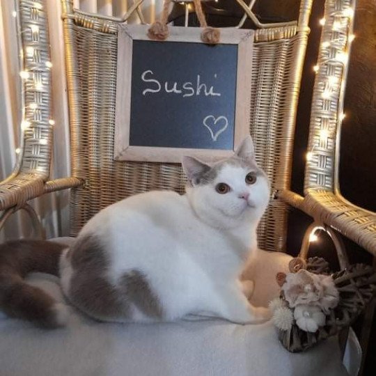 chat British Shorthair fawn & blanc arlequin Sushi Chatterie de l'antre de velour