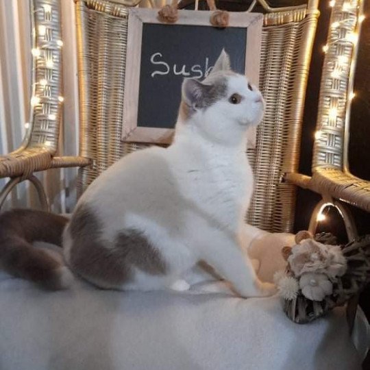 chat British Shorthair fawn & blanc arlequin Sushi Chatterie de l'antre de velour