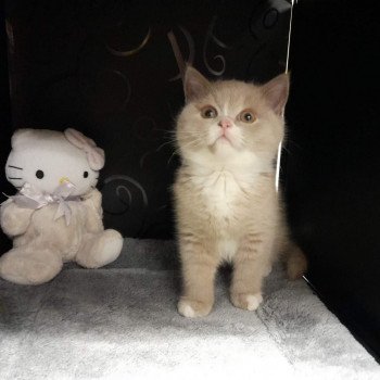 chat British Shorthair fawn & blanc Topaze de l'antre de velour Chatterie de l'antre de velour