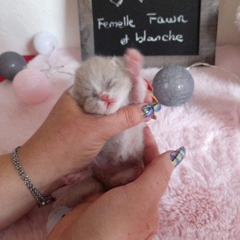 chat British Shorthair fawn & blanc Topaze de l'antre de velour Chatterie de l'antre de velour