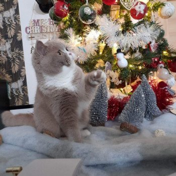 chat British Shorthair fawn & blanc Topaze de l'antre de velour Chatterie de l'antre de velour