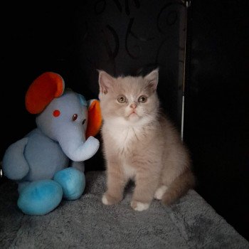 chat British Shorthair fawn & blanc Topaze de l'antre de velour Chatterie de l'antre de velour