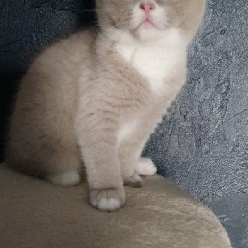 chat British Shorthair fawn & blanc Topaze de l'antre de velour Chatterie de l'antre de velour