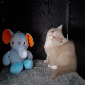 chat British Shorthair fawn & blanc Topaze de l'antre de velour Chatterie de l'antre de velour