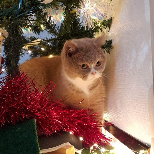 chat British Shorthair fawn & blanc Topaze de l'antre de velour Chatterie de l'antre de velour