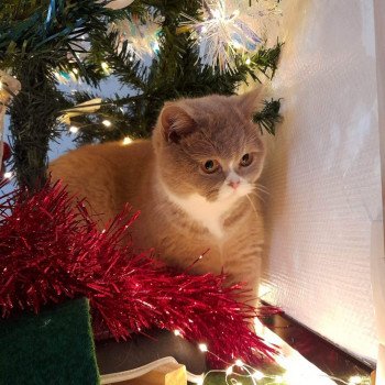 chat British Shorthair fawn & blanc Topaze de l'antre de velour Chatterie de l'antre de velour