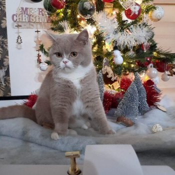 chat British Shorthair fawn & blanc Topaze de l'antre de velour Chatterie de l'antre de velour