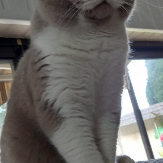chat British Shorthair fawn & blanc Trésor de l'antre de velour Chatterie de l'antre de velour
