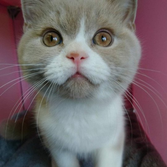 chat British Shorthair fawn & blanc Trésor de l'antre de velour Chatterie de l'antre de velour