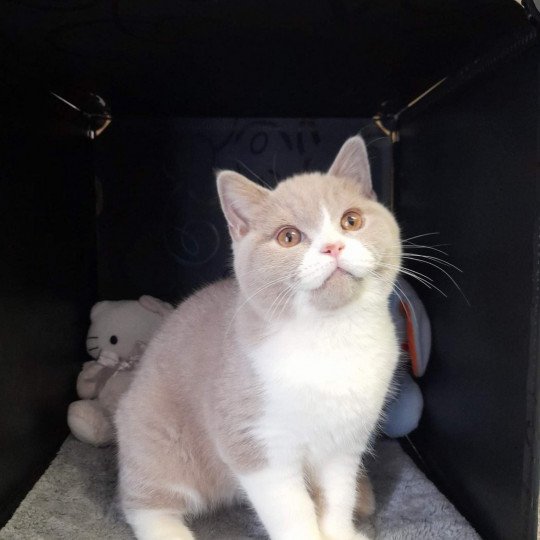 chat British Shorthair fawn & blanc Trésor de l'antre de velour Chatterie de l'antre de velour