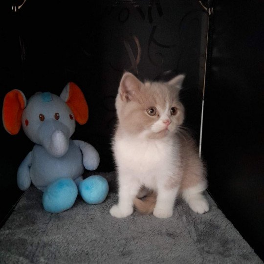 chat British Shorthair fawn & blanc Trésor de l'antre de velour Chatterie de l'antre de velour