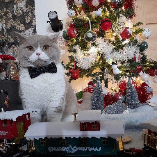 chat British Shorthair fawn & blanc Trésor de l'antre de velour Chatterie de l'antre de velour