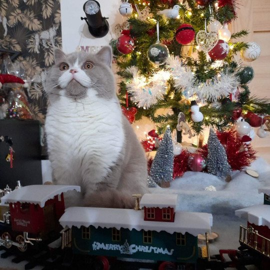 chat British Shorthair fawn & blanc Trésor de l'antre de velour Chatterie de l'antre de velour