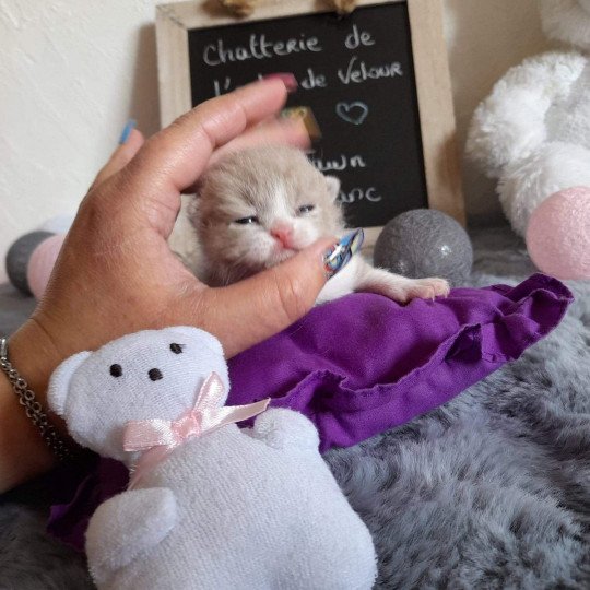 chat British Shorthair fawn & blanc Trésor de l'antre de velour Chatterie de l'antre de velour