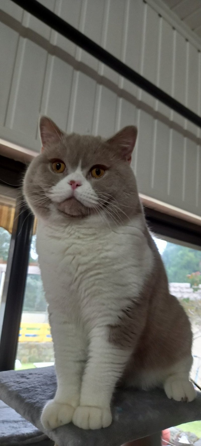 Trésor de l'antre de velour Mâle British Shorthair