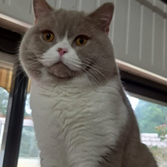 Trésor de l'antre de velour Mâle British Shorthair