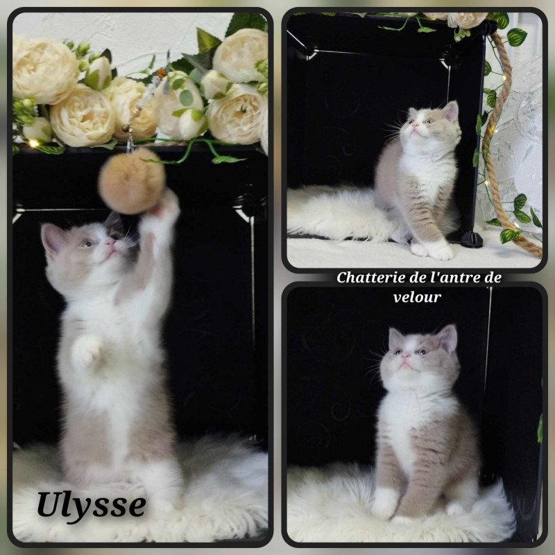 Ulysse de l'antre de velour Mâle British Shorthair