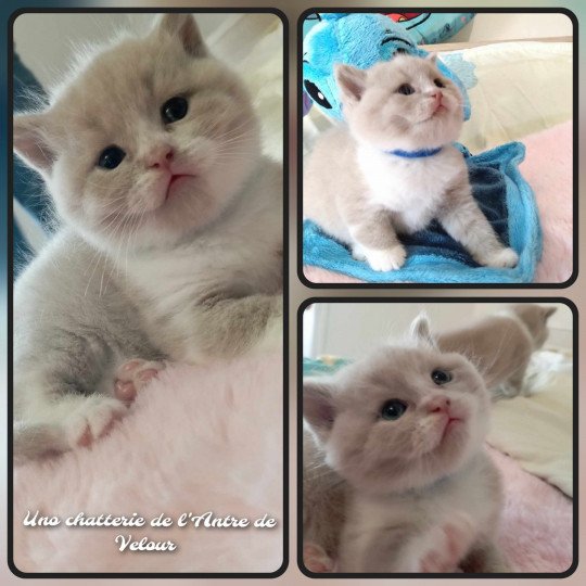 chaton British Shorthair Uno de l'antre de velour Chatterie de l'antre de velour