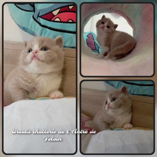 chaton British Shorthair fawn bicolor Ursula de l'antre de velour Chatterie de l'antre de velour