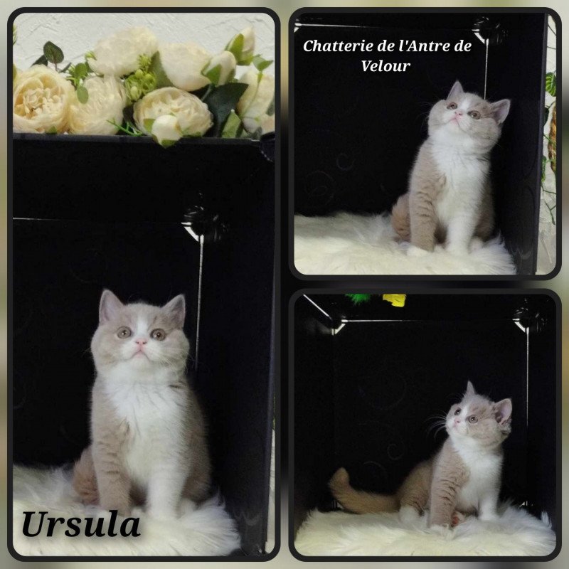 Ursula de l'antre de velour Femelle British Shorthair