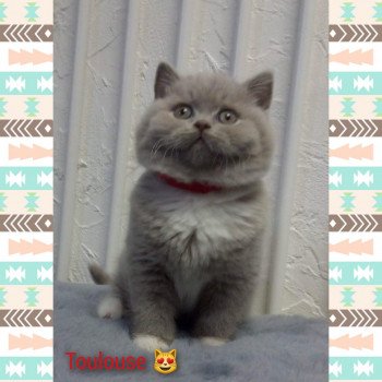 Chaton British Longhair  Chatterie de l'antre de velour